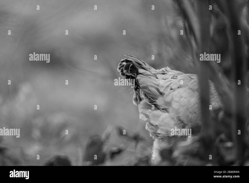 Chicken road casino - Erforsche die Geheimnisse der 