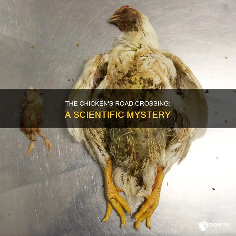 Descubre el Misterio de la Carretera de Pollo en Juegos Casino en Línea de