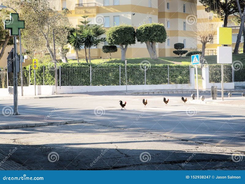 A look at chicken road online